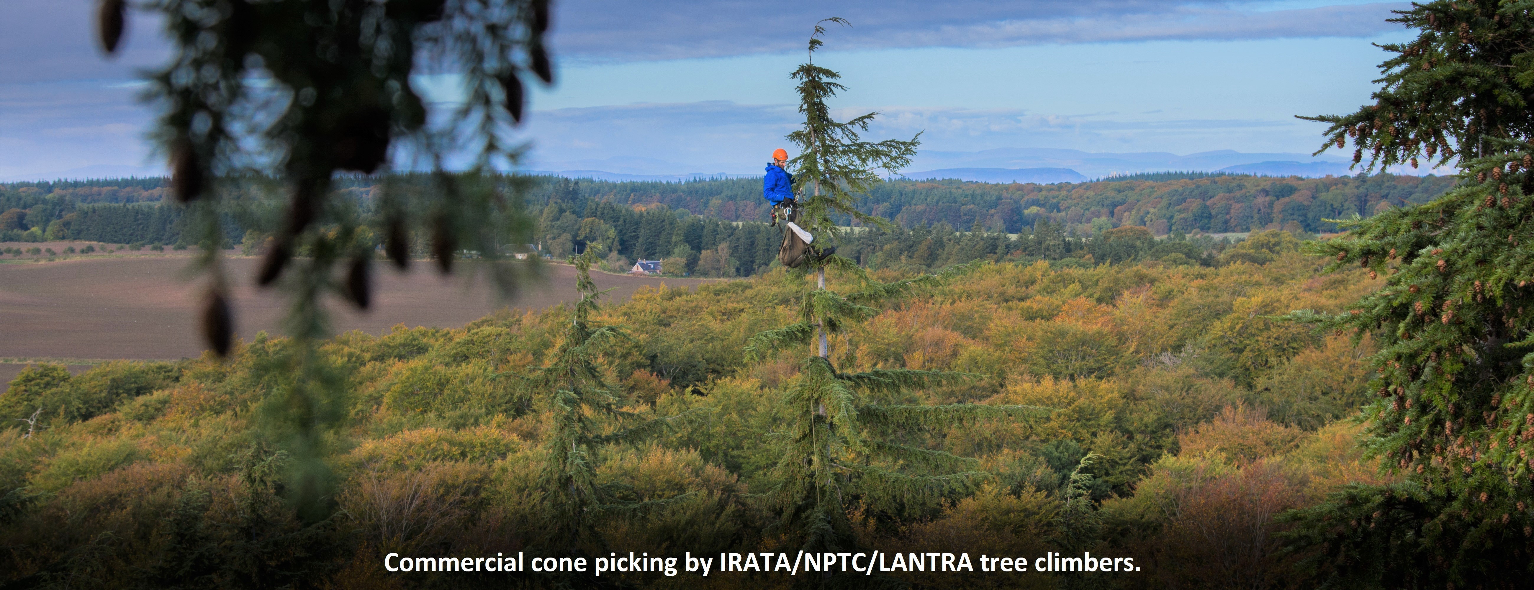 Commercial Cone Picking by irata nptc lantra climbers